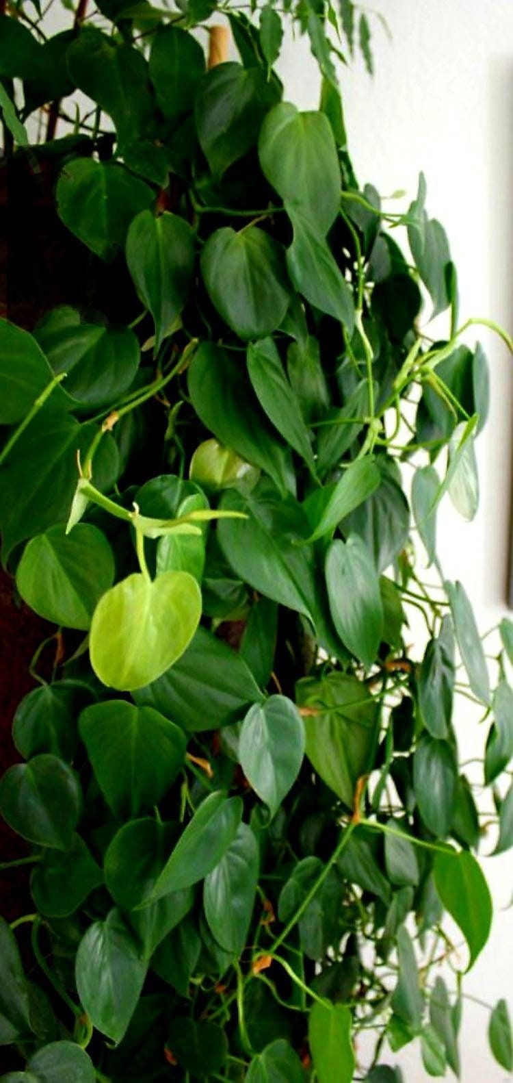 Heart leaf Philodendron cutting