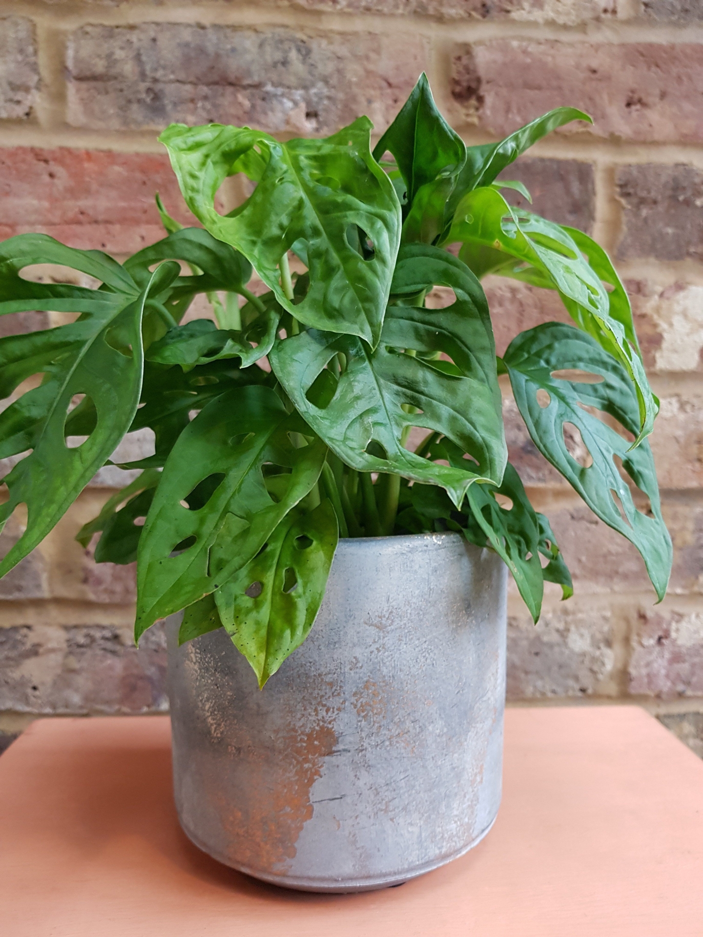 Indoor Plant Pot | Light Grey with gold speckles