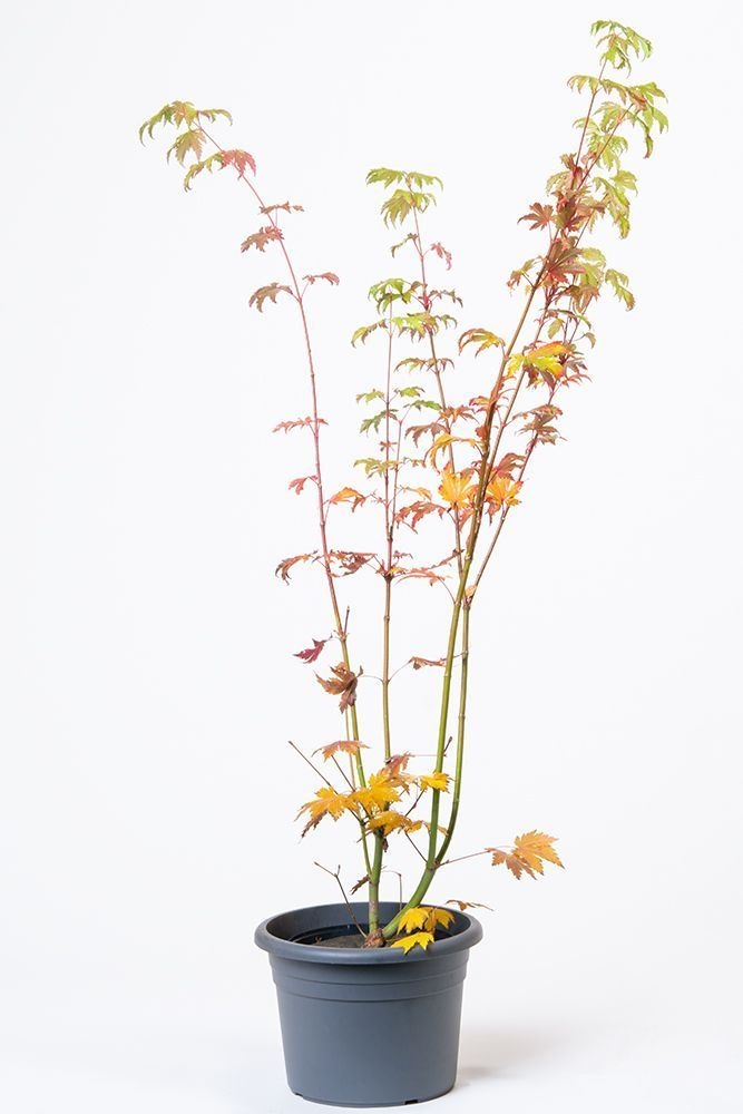 Japanischer Fcherahorn Indian Summer Acer japonicum Indian Summer 5l-Container