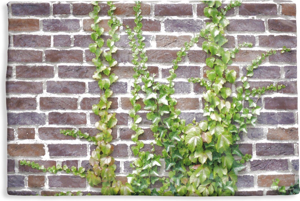 Kussenhoes 60x40 cm - Een hedera klimop op de muur van een huis - Katoen / Polyester - Voor Binnen