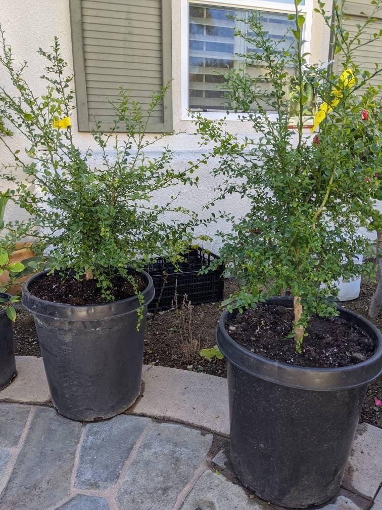 Local Pickup ONLY 92603 NO SHIPPING: 15 Gallon Nice Healthy Exotic Australian Native Finger Lime (Citrus Caviar) Tree