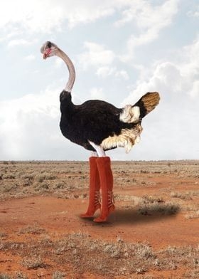 Metal Poster Ostrich With Boots