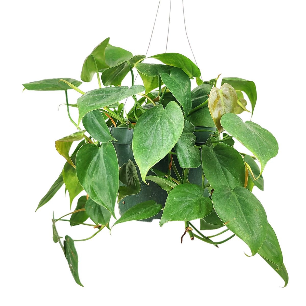 Philodendron Cordatum - 4 Pot / Minimalist Pot