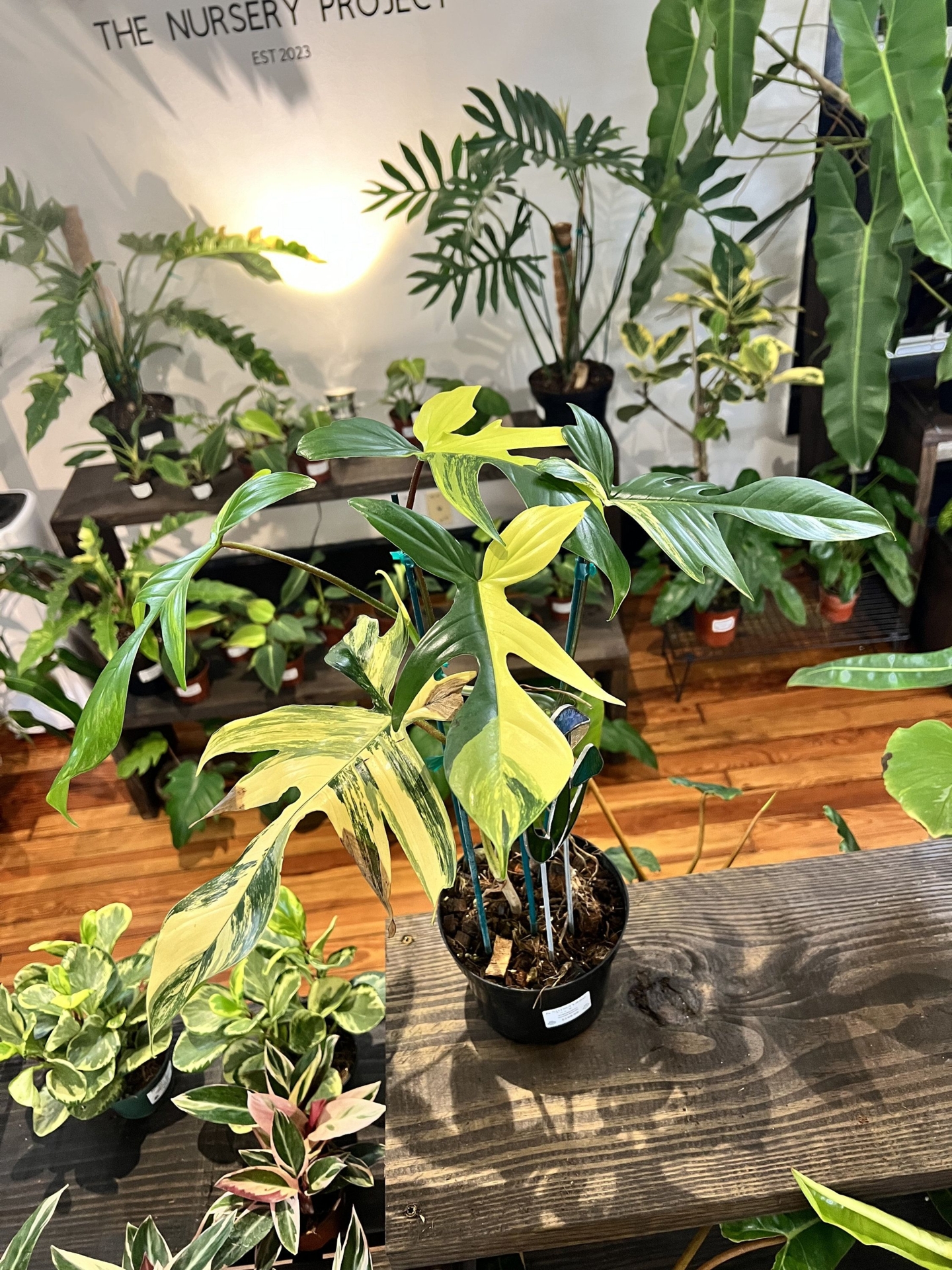 Philodendron Florida Beauty #2 - Rare Philodendron - Live Plant - Potted