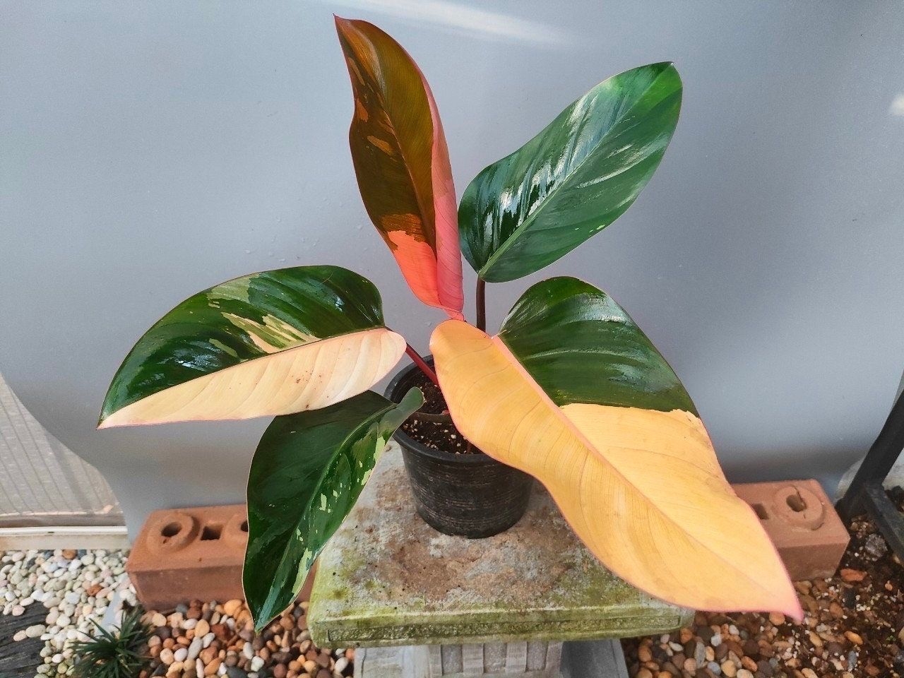 Philodendron red congo variegata