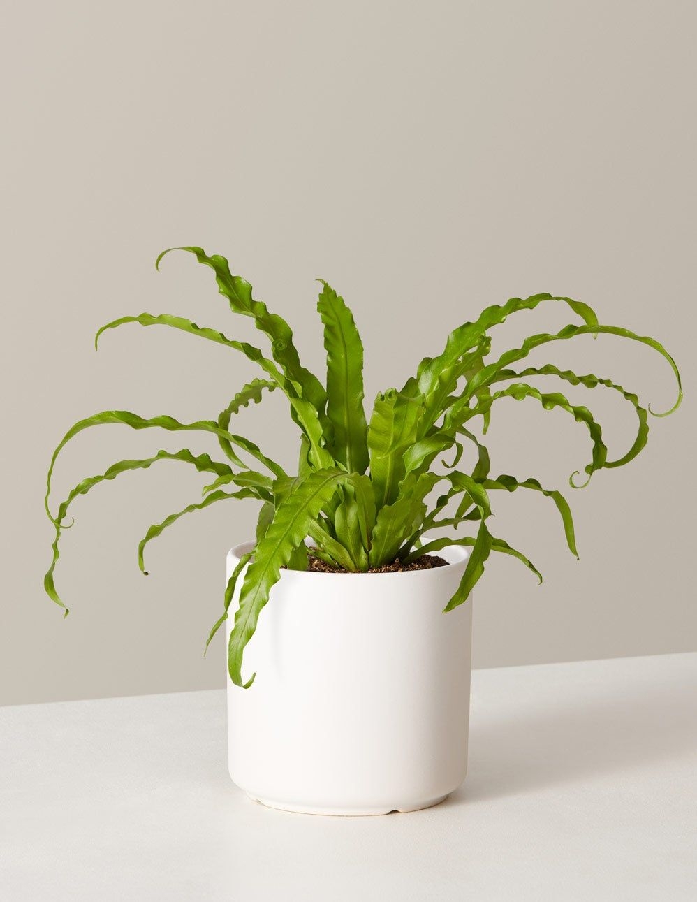 The Sill Bird's Nest Fern Houseplants, Medium in Blush Pink | Hyde