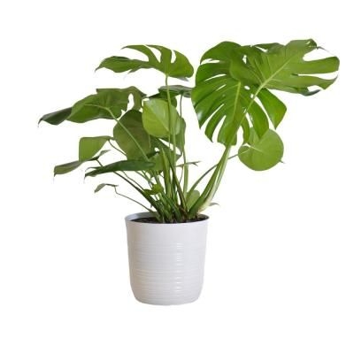 United Nursery Swiss Cheese Plant Monstera Deliciosa Plant 24. in to 34 in. Tall in 10 in. White Decor Pot