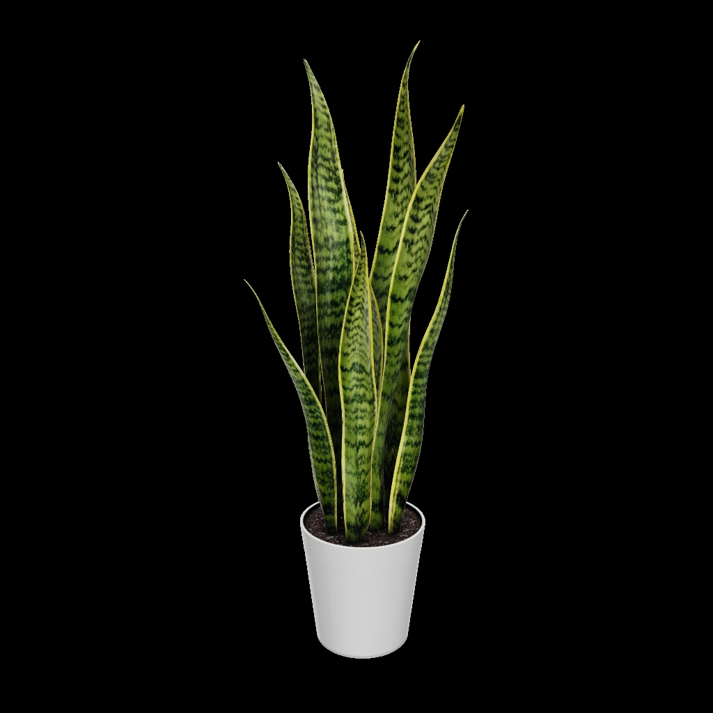 Zeylanica Snake Plant - 3 Gallon Zeylanica Snake Plant in a White Delilah Pot