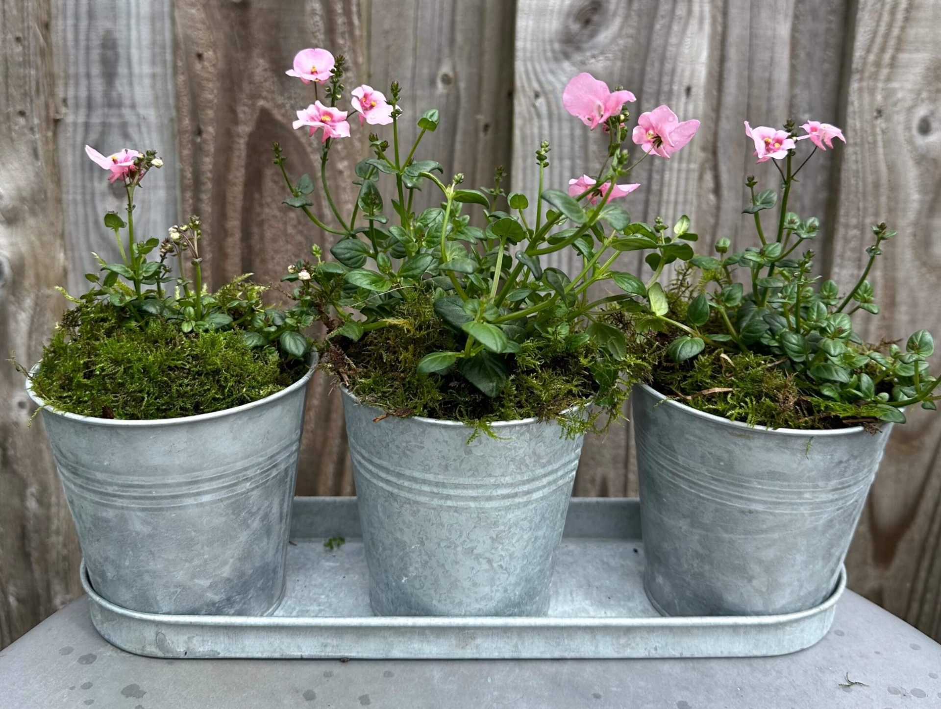 Zinc Plant Pot Trio &amp; Tray
