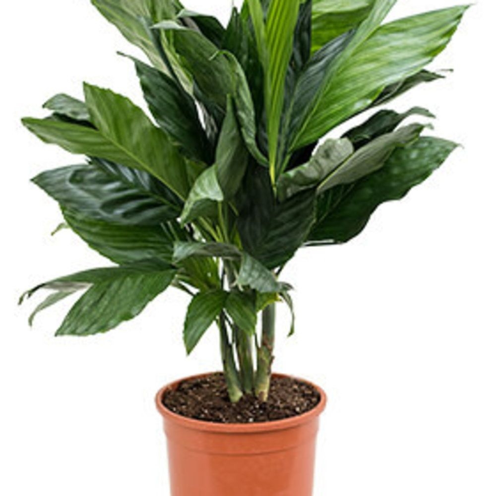 Chamaedorea metallica