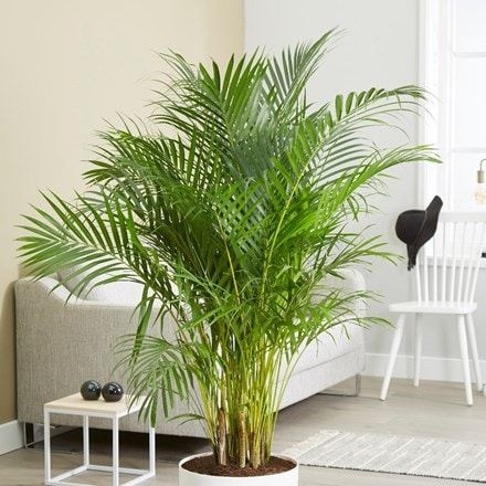 Dypsis lutescens (27cm pot | 1.4m tall)
