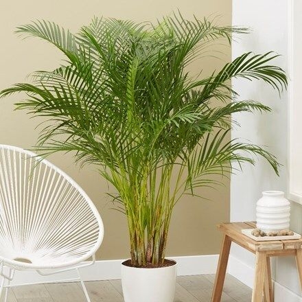 Dypsis lutescens (34cm pot - 1.8m tall)