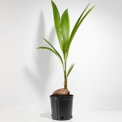 LIVELY ROOT 10 in. Coconut Palm Plant in Grower Pot (Cocos Nucifera)