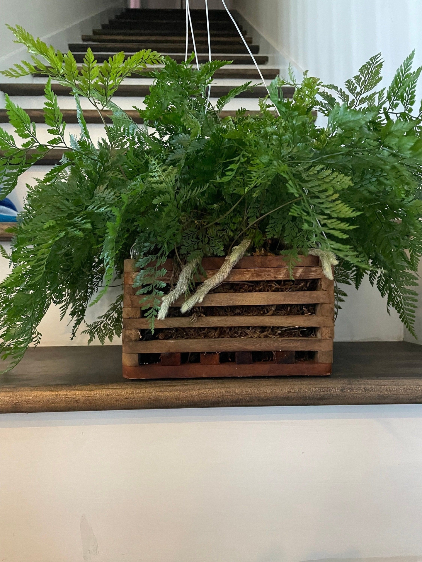 Rabbits Foot Fern /hanging wooden box/ FREE SHIPPING