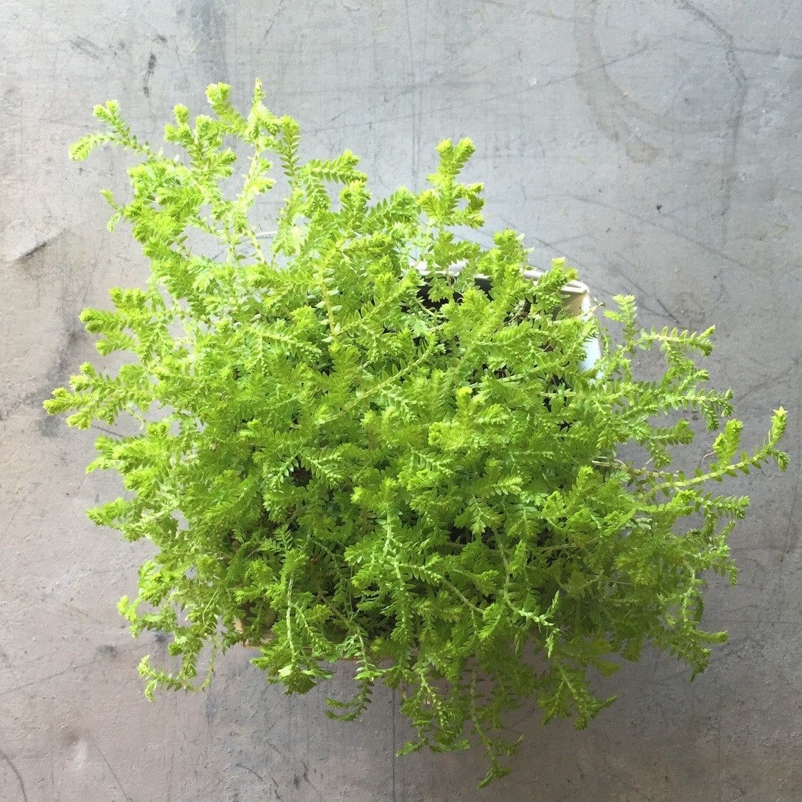 Sellaginella - Desk Size (4 pot)