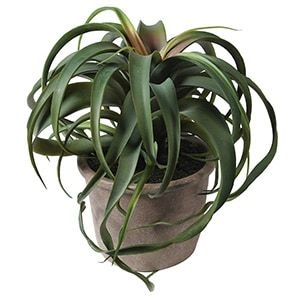 Tillandsia Plant