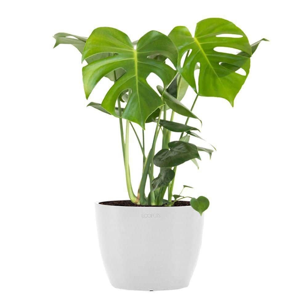 United Nursery Monstera deliciosa Live Swiss Cheese Plant in 6 in. Premium Ecopots Pure White