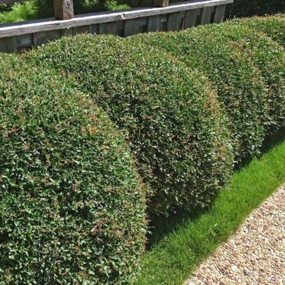 Yaupon Holly Bush Seeds (Ilex vomitoria) 25+Seeds
