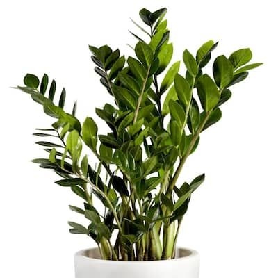 4 in. ZZ Plant (3-Pack)