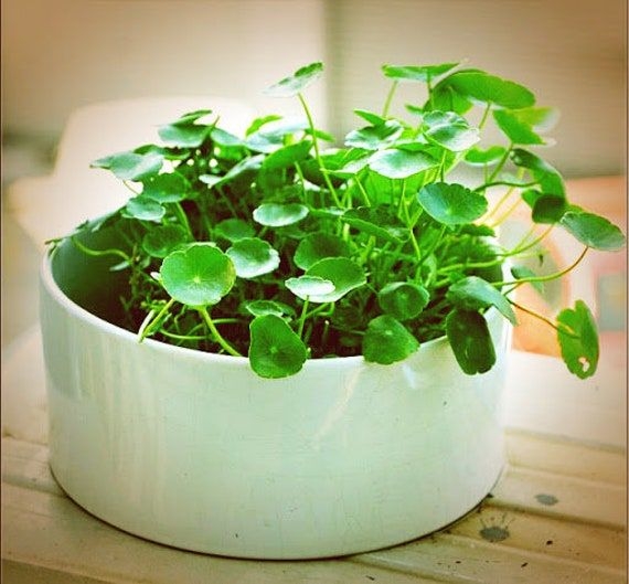 50 Money Plant Copper Coin Plant Lucky Plant Seeds CW92003