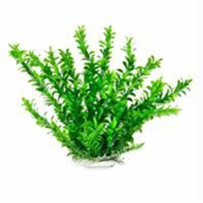 Aquatop Aquatic Supplies-Anacharis Like Aquarium Plant- Green 6 Inch