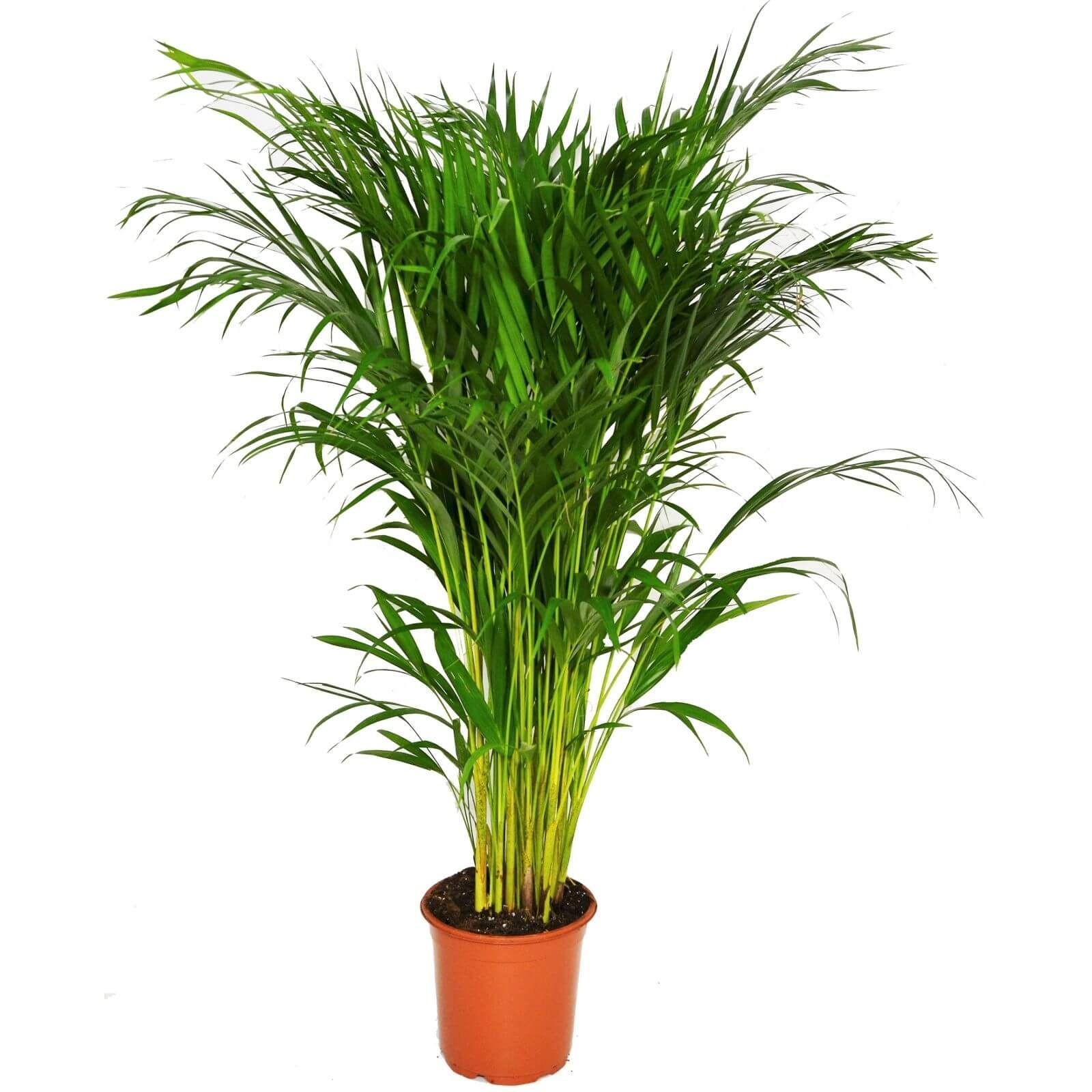 Areca Palm - 19cm