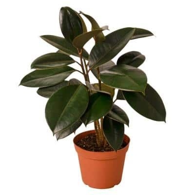 Burgundy Rubber Tree (Ficus Elastica) Plant in 6 in. Grower Pot