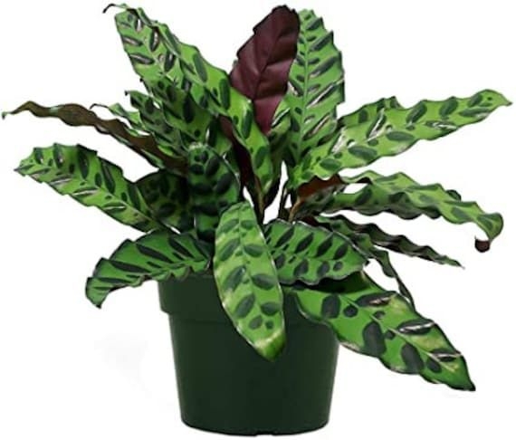 Calathea lancifolia - Rattlesnake 1+ ft TALL - live plant - shipped from Florida