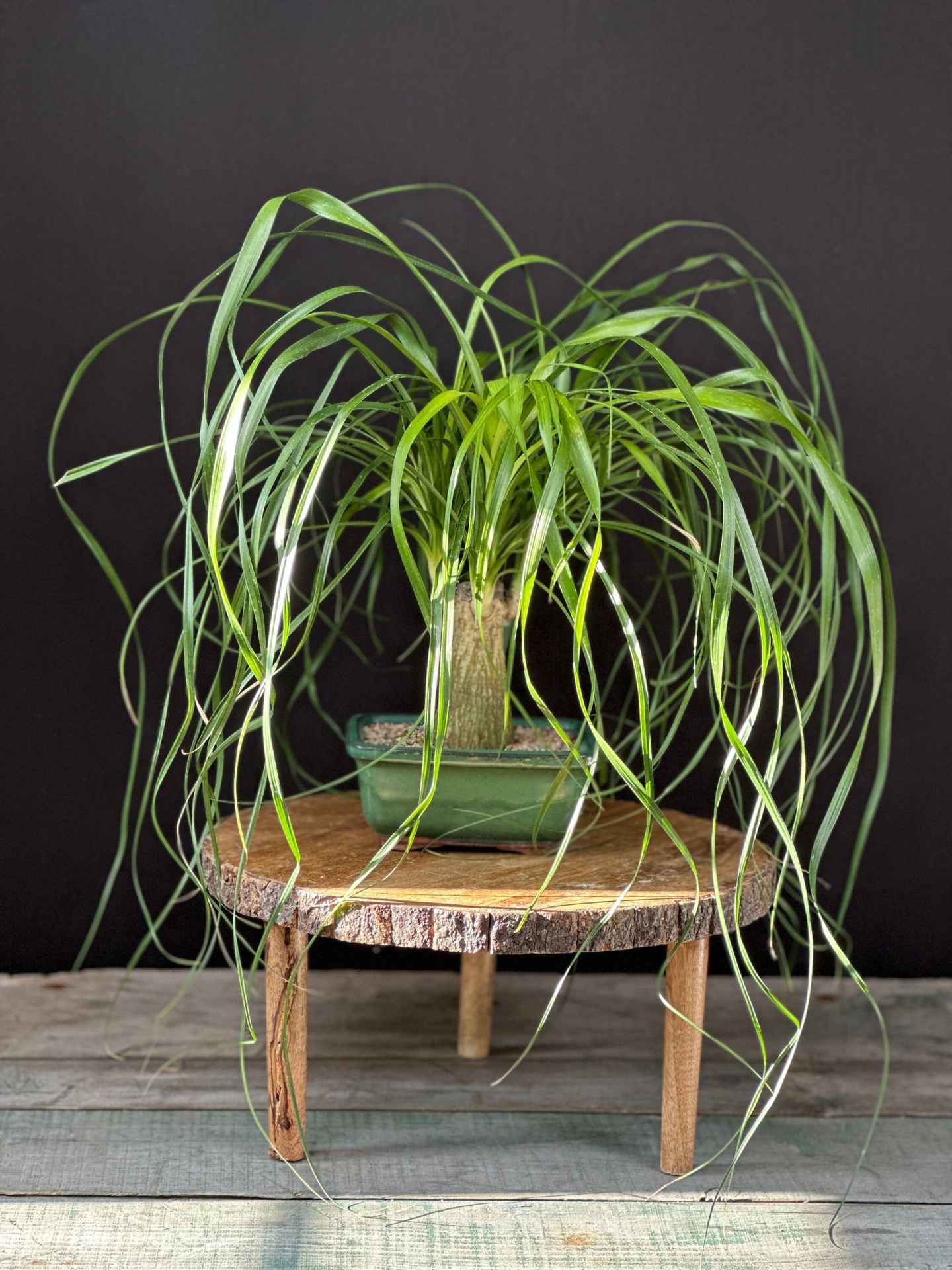 Dwarf Ponytail Palm