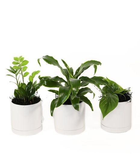 Easy Growing Plant Trio - Easy Growing Plant Trio