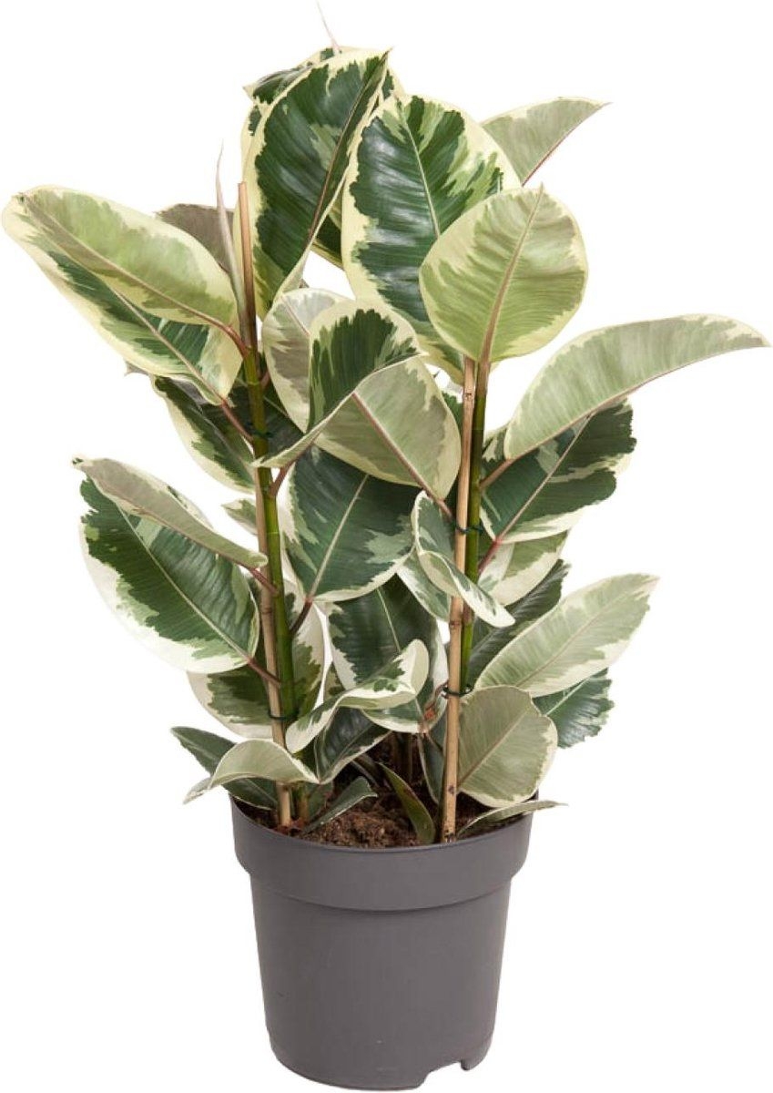 | Ficus Elastica Tineke -  27cm - Hoogte 100cm
