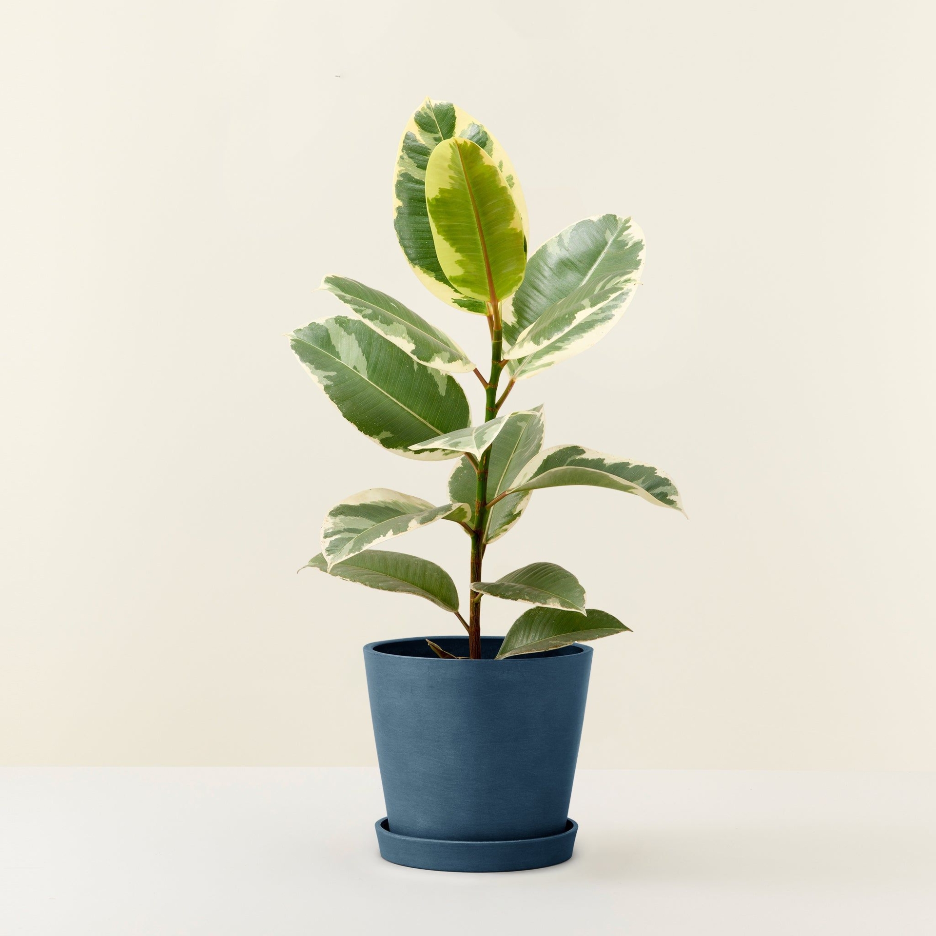 Ficus elastica tineke - Ecopots Pierre Bleue