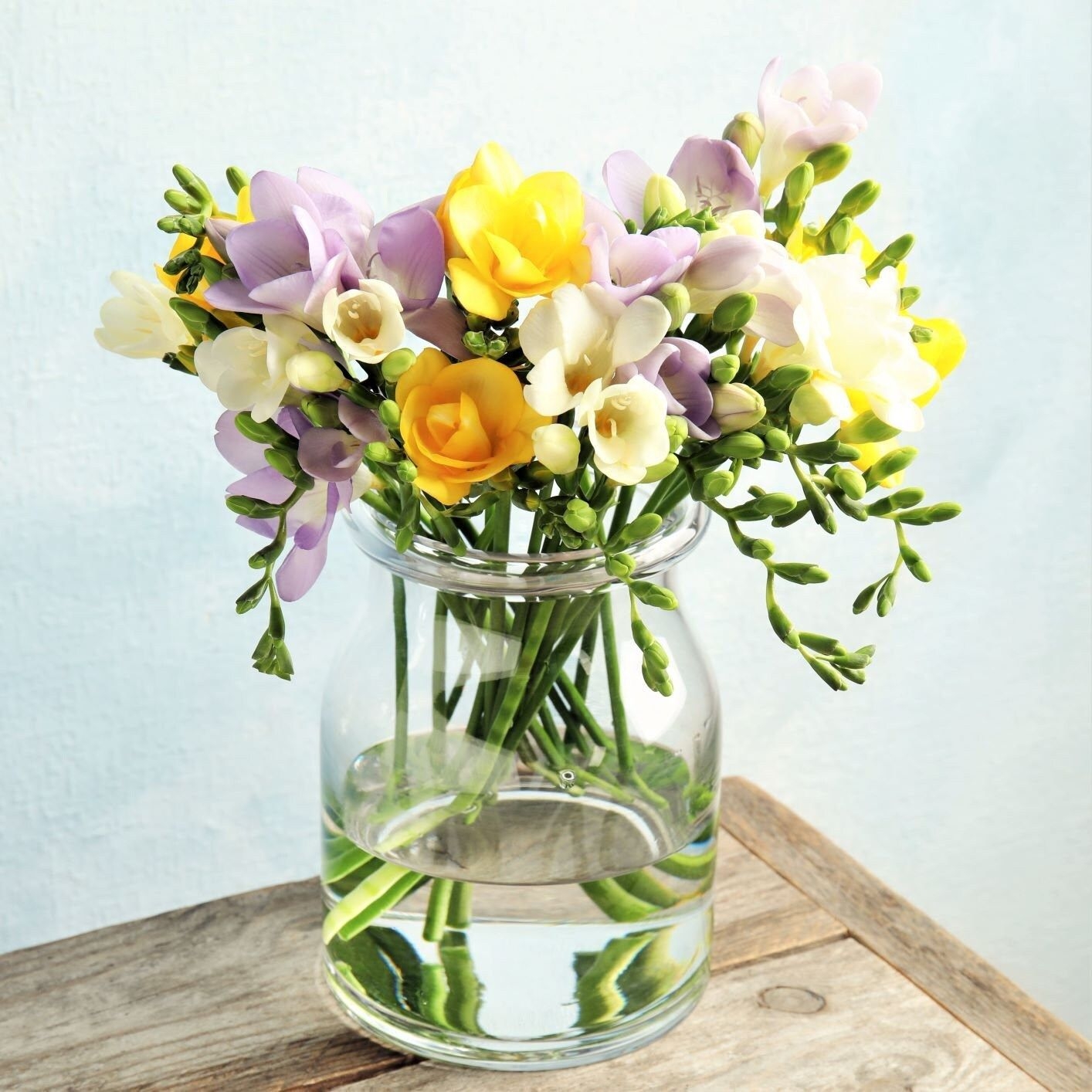 Freesia Sunny Day Collection (45 Bulbs)