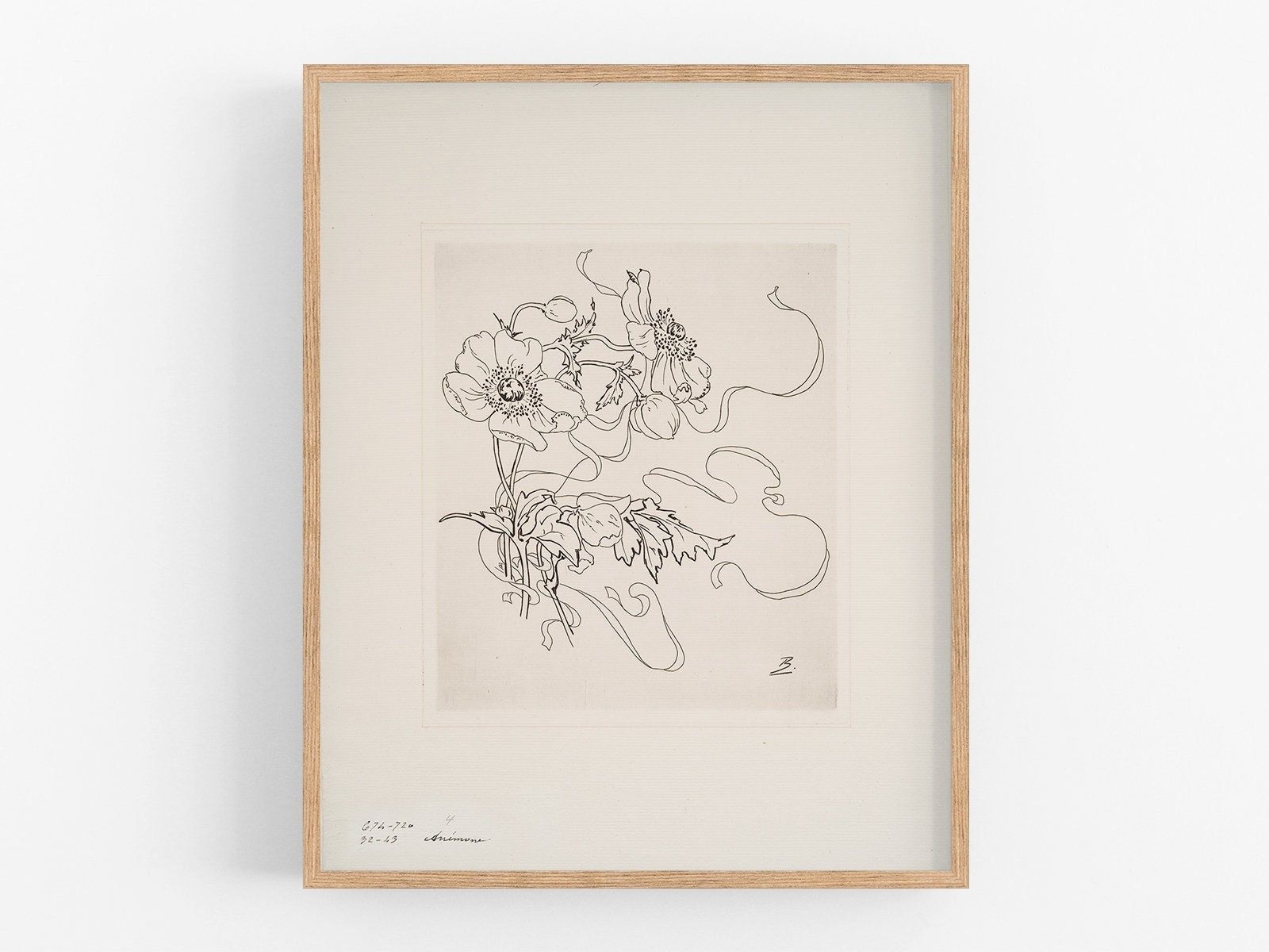 French porcelain flower daisy sketch / botanical art / art print / vintage botanical / flower print / flower art / wall decor / sketch / art