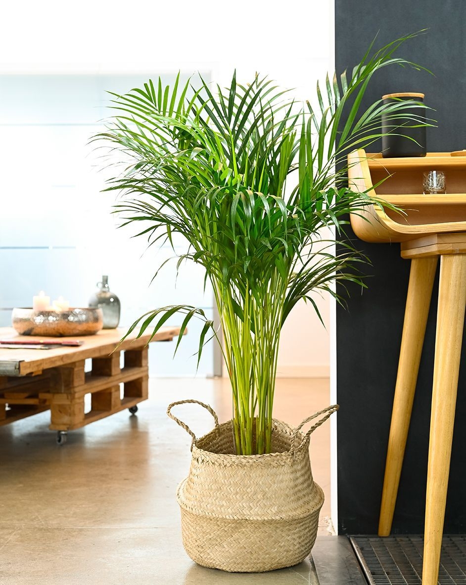 Goldblattpalme Dypsis lutescens 24cm Topf