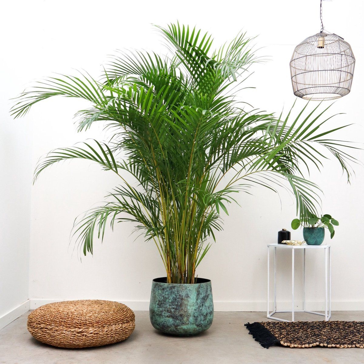 Goudpalm - Dypsis Lutescens hoogte 200cm potmaat 34cm