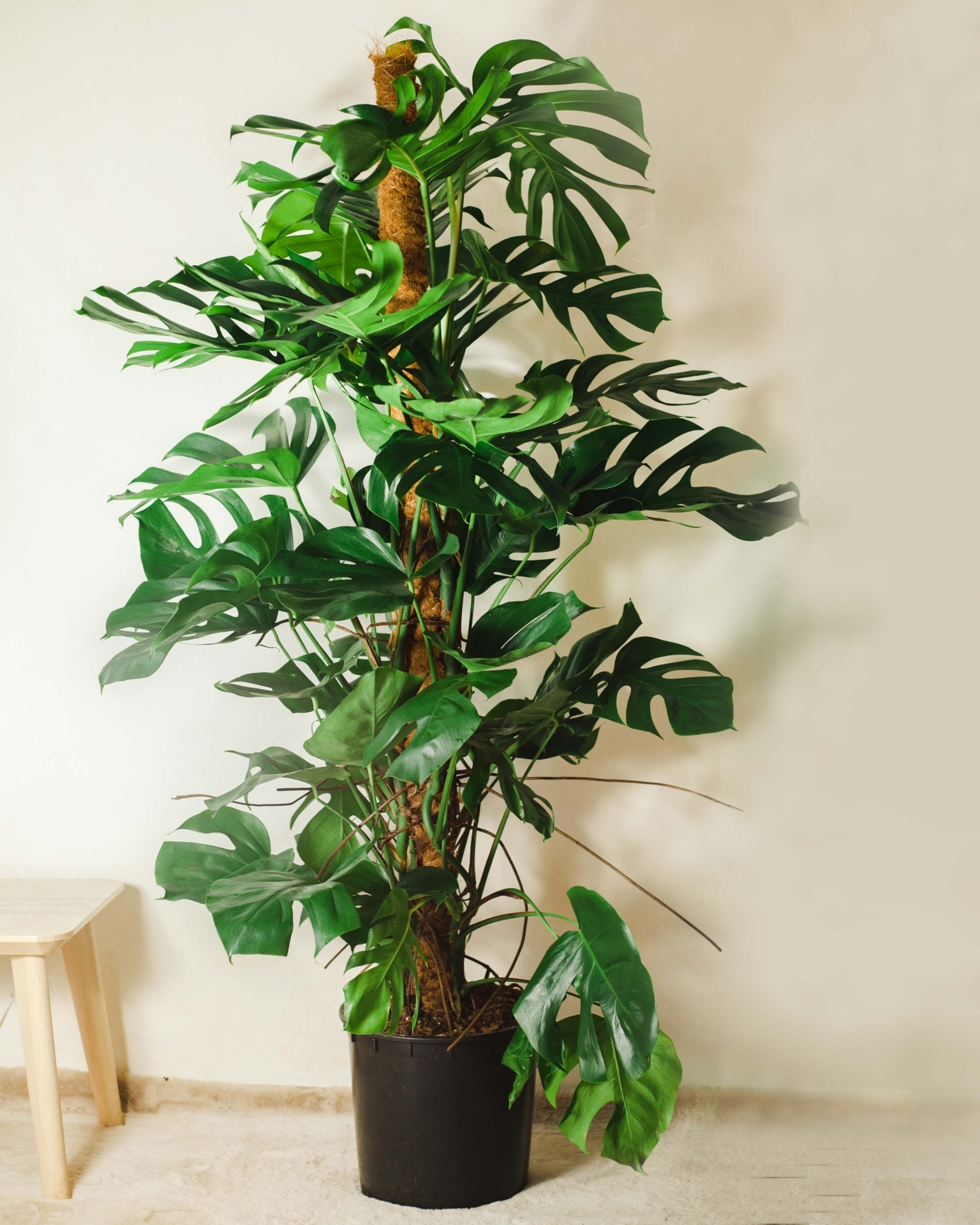 Grzegorz z Meksyku XL - 110-120cm  27cm