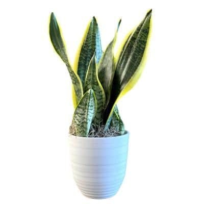 I Tropicals 5 in. Snake Plant (Sansevieria) Indoor Plant in Ceramic White Decor Pot