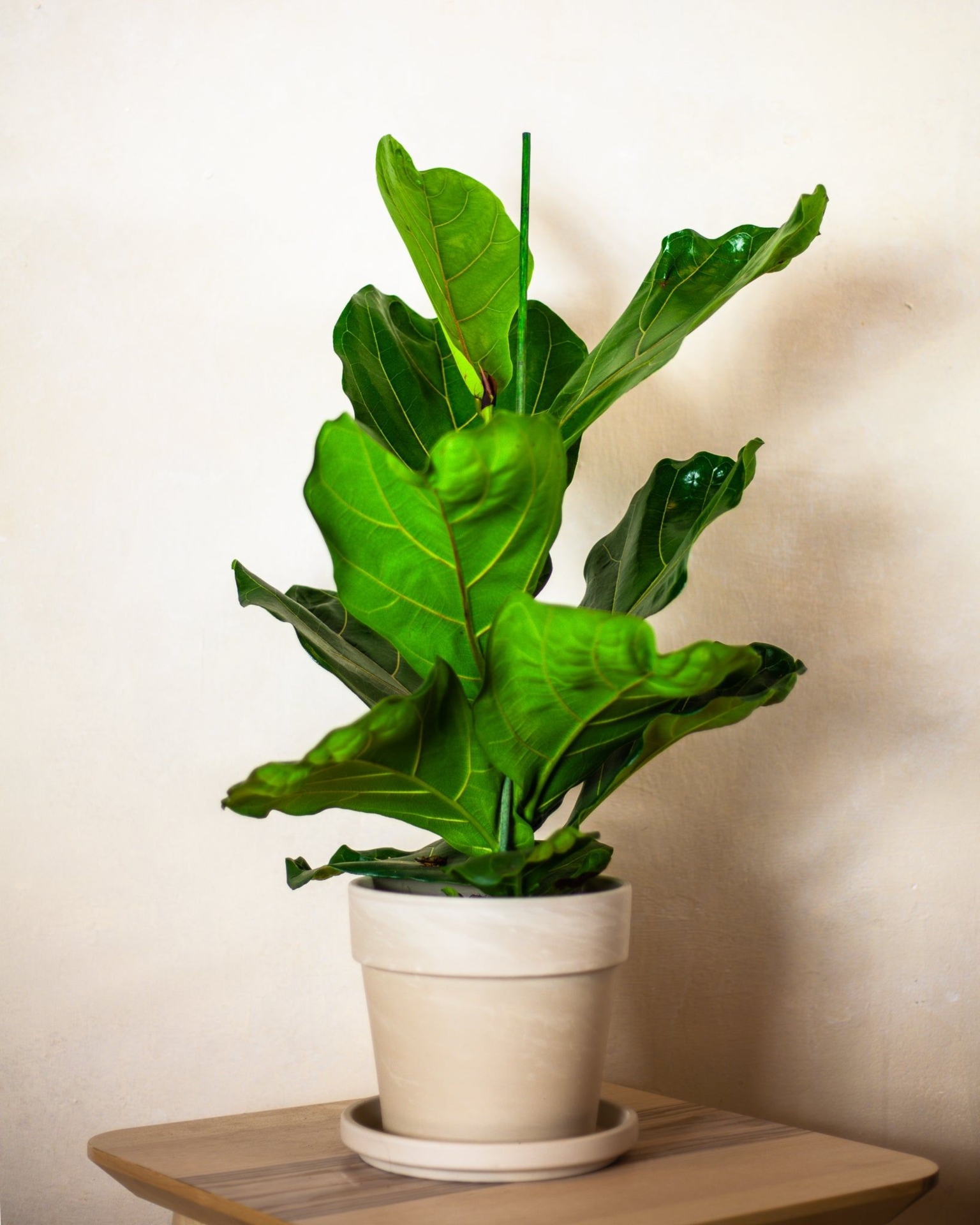 Kuba z Kamerunu - 17cm  60-70cm