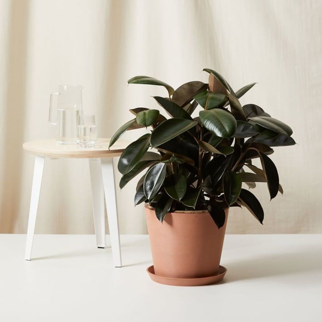 Live Plant, Burgundy Rubber Tree, Large Floor, 12''diam, Dark Blue Planter