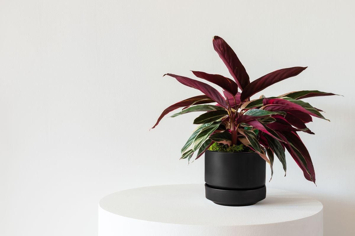 Magenta Triostar - Black Ceramic