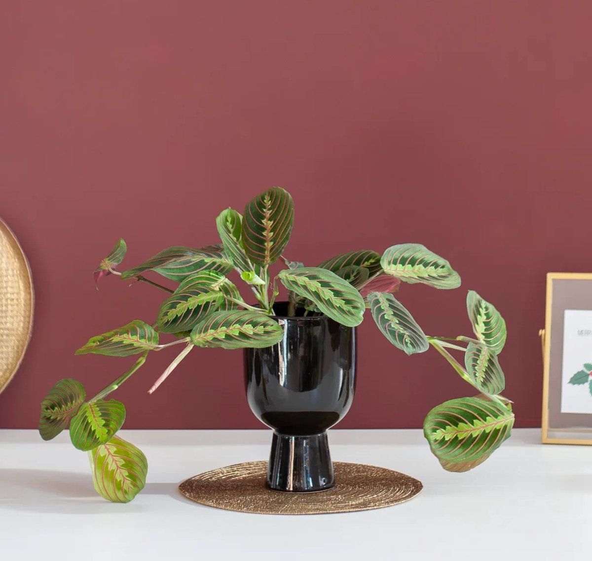 - Maranta Leuconeura Fascinator Tricolor - Gebedsplant - P12 - Woonkamerplanten