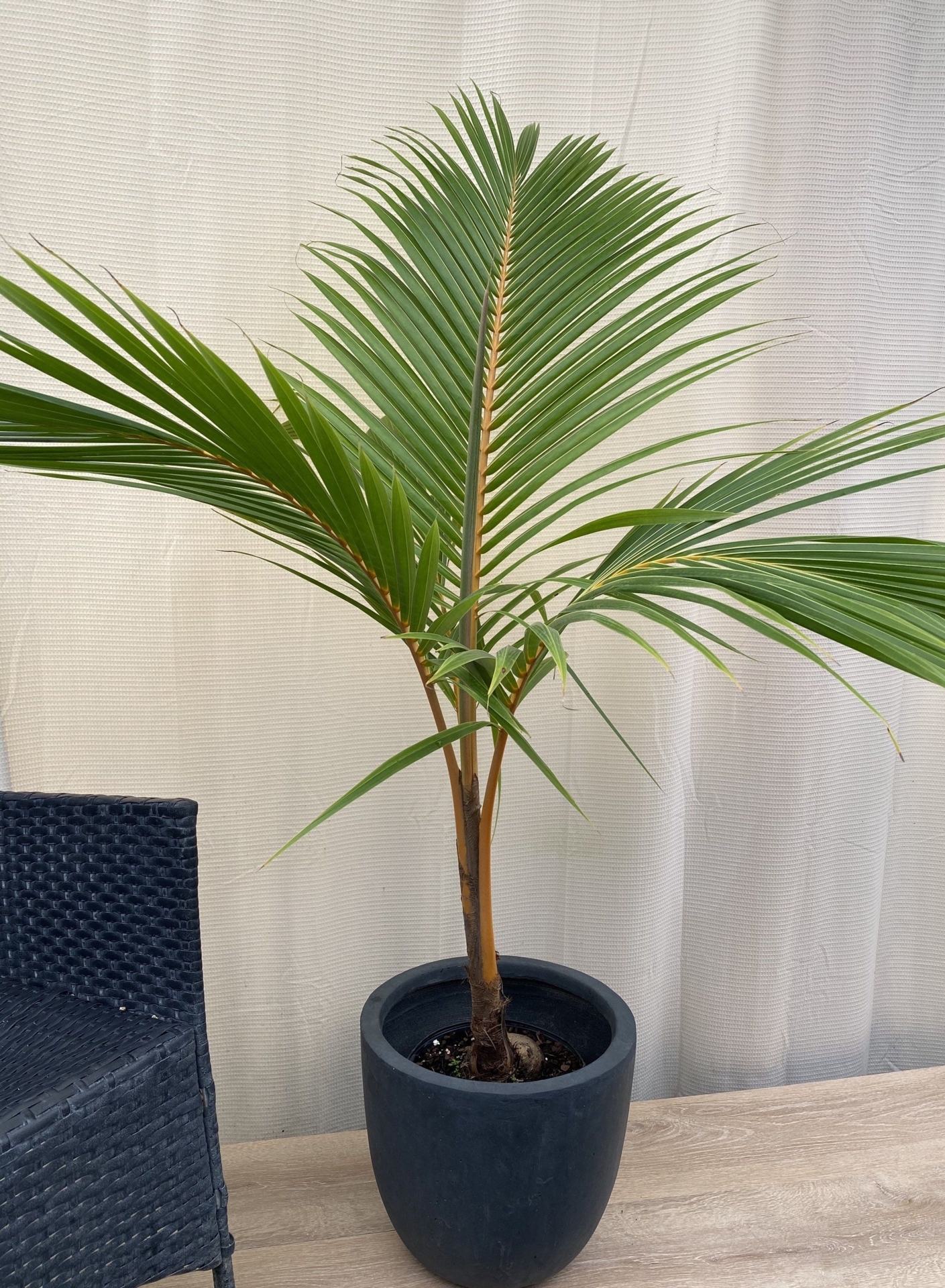 Palm Coconut Tree Red Spicata, Live Tropical Palm