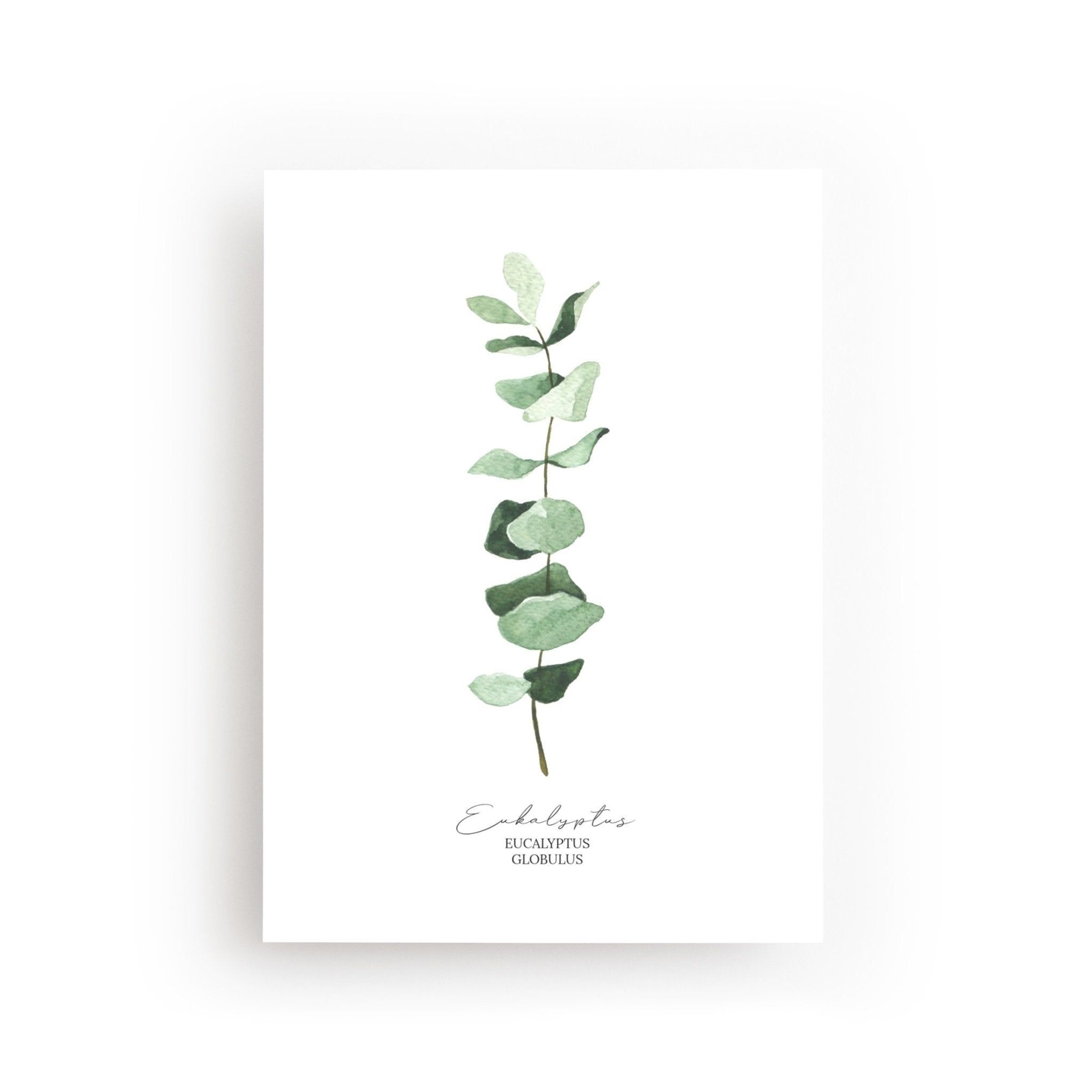 POSTKARTE EUKALYPTUS