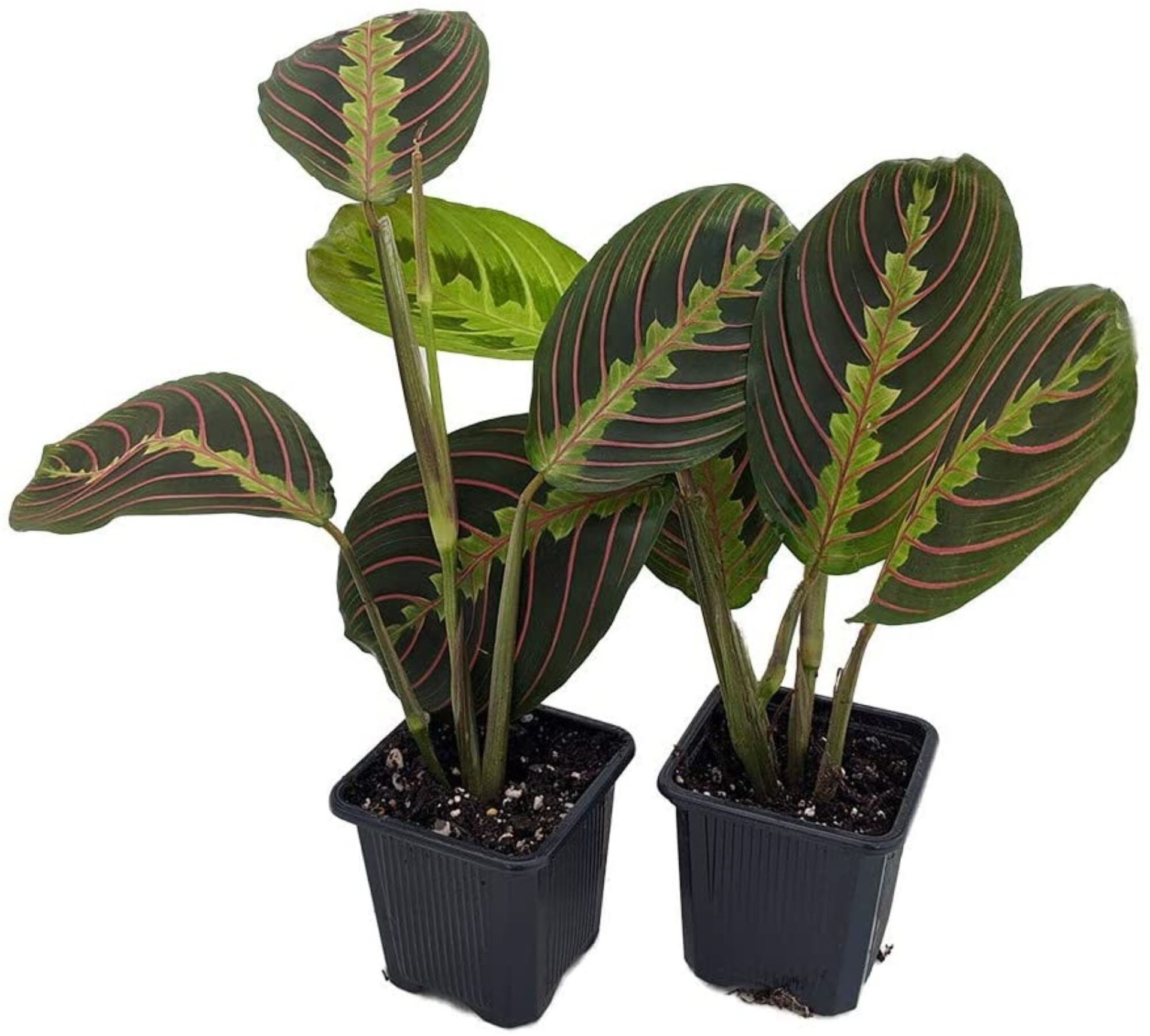 "Red Prayer Plant 2 Pack 3\" Pots  Maranta Easy to Grow House Plant"
