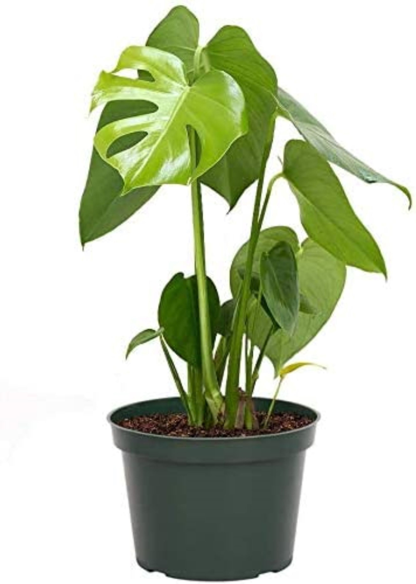 "Split Leaf Philodendron Monstera 6\" Pot"