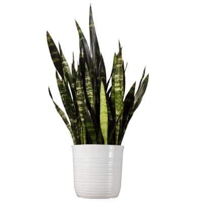 United Nursery Snake Plant Sansevieria Black Coral Plant 24 in. to 34 in. Tall in 10 in. White Decor Pot