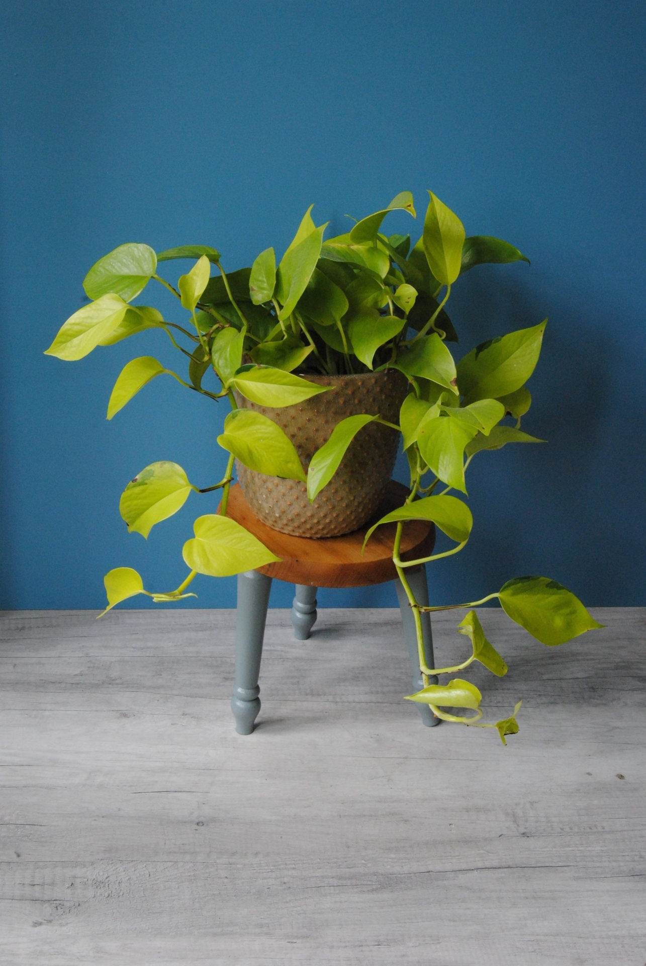 Vintage 3 legged pine milking stool with painted legs. Plant stand for indoor plants. Indoor plant table. Low lamp table