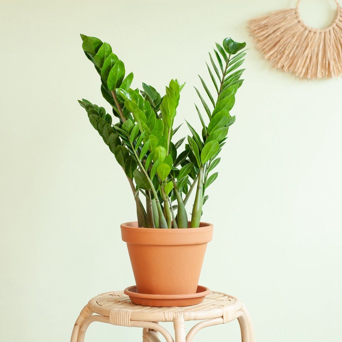 - Zamioculcas Zamiifolia - P17 - Zamioculcas