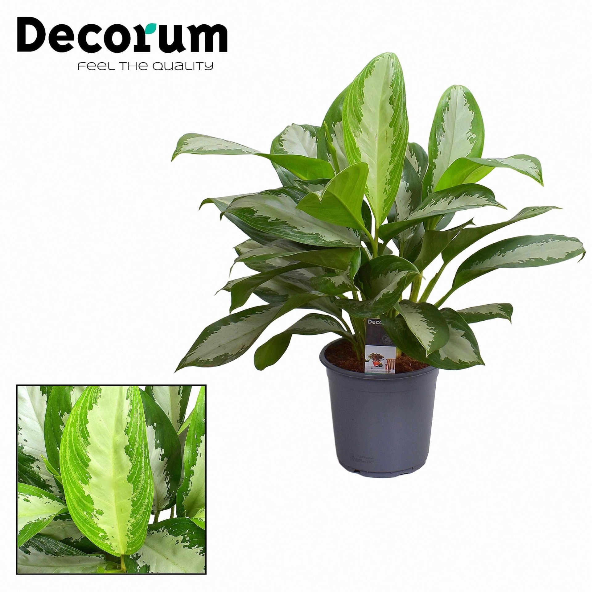 Aglaonema Diamond Bay - 21cm - 80cm
